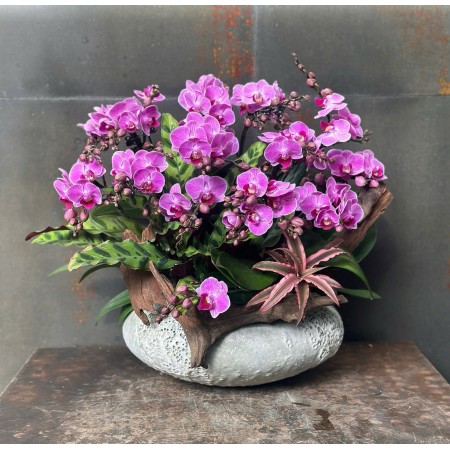 CHẬU LAN HỒ ĐIỆP MINI HỒNG