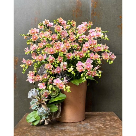 CHẬU LAN HỒ ĐIỆP MINI VÀNG CAM