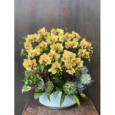 CHẬU LAN HỒ ĐIỆP MINI VÀNG