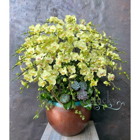 CHẬU LAN HỒ ĐIỆP XANH CỐM