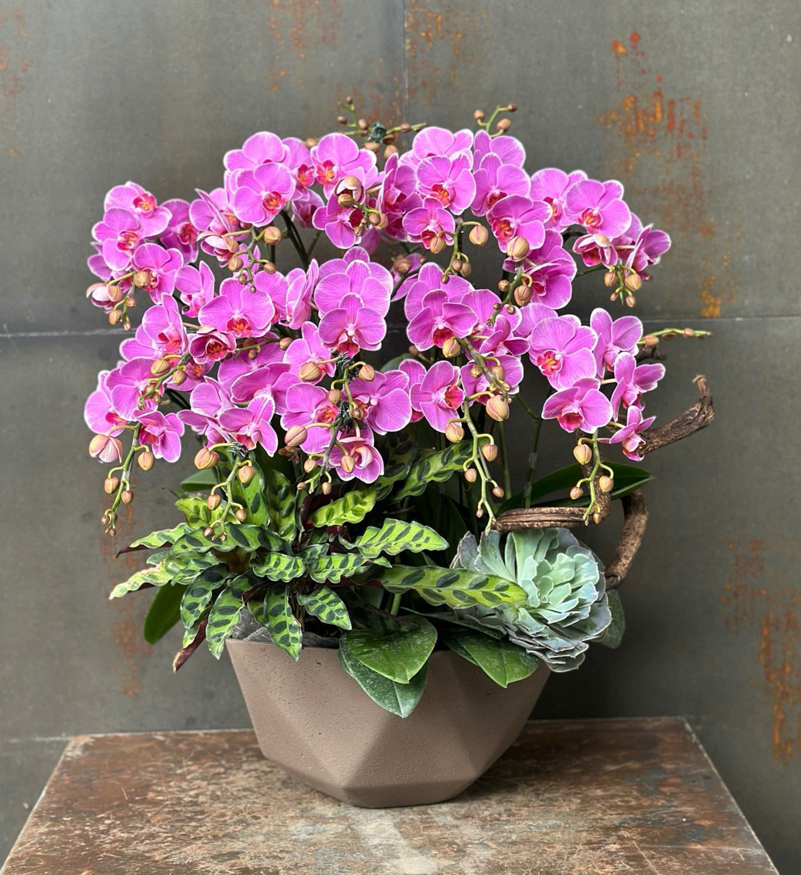 CHẬU LAN HỒ ĐIỆP MINI HỒNG