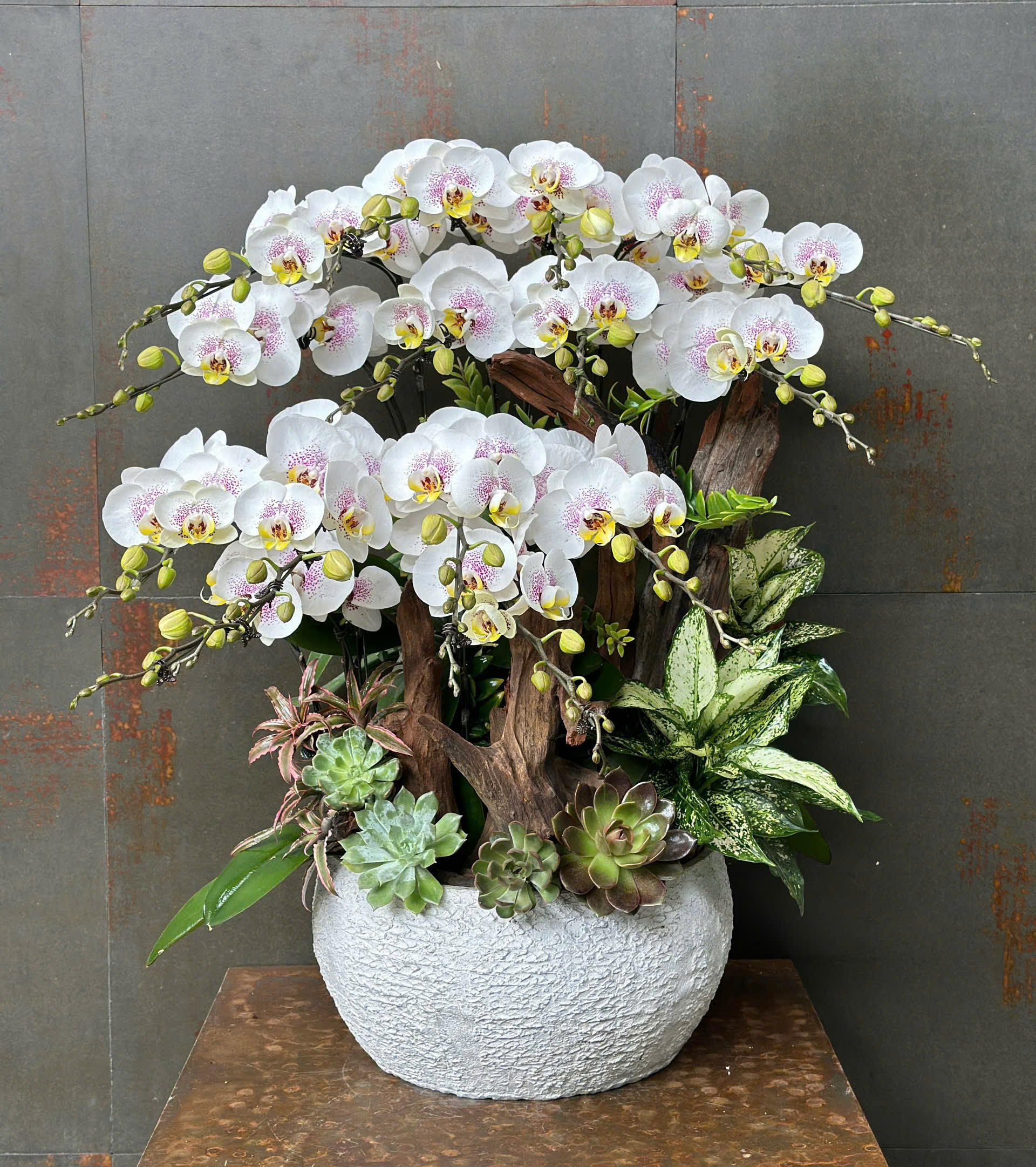 CHẬU LAN HỒ ĐIỆP TRẮNG