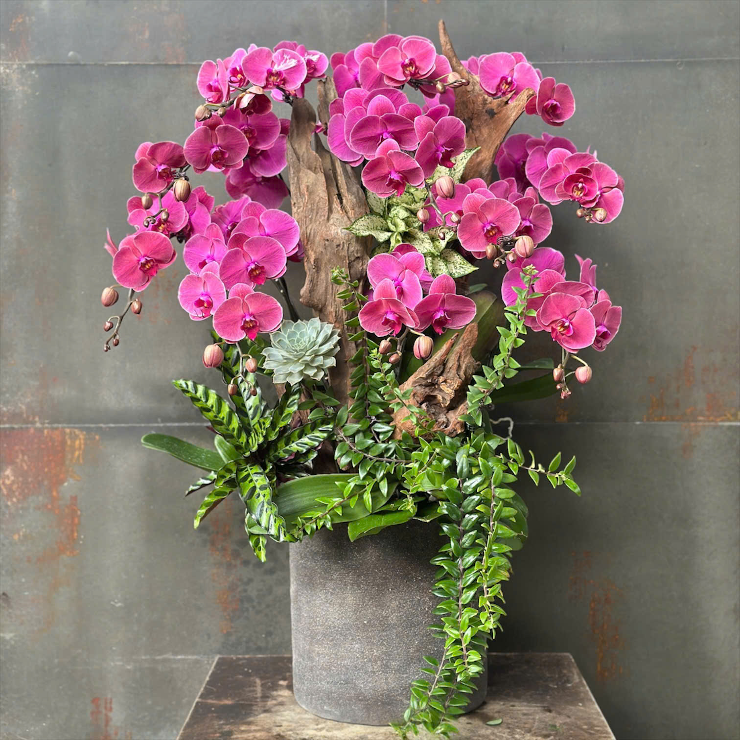 CHẬU LAN HỒ ĐIỆP HỒNG