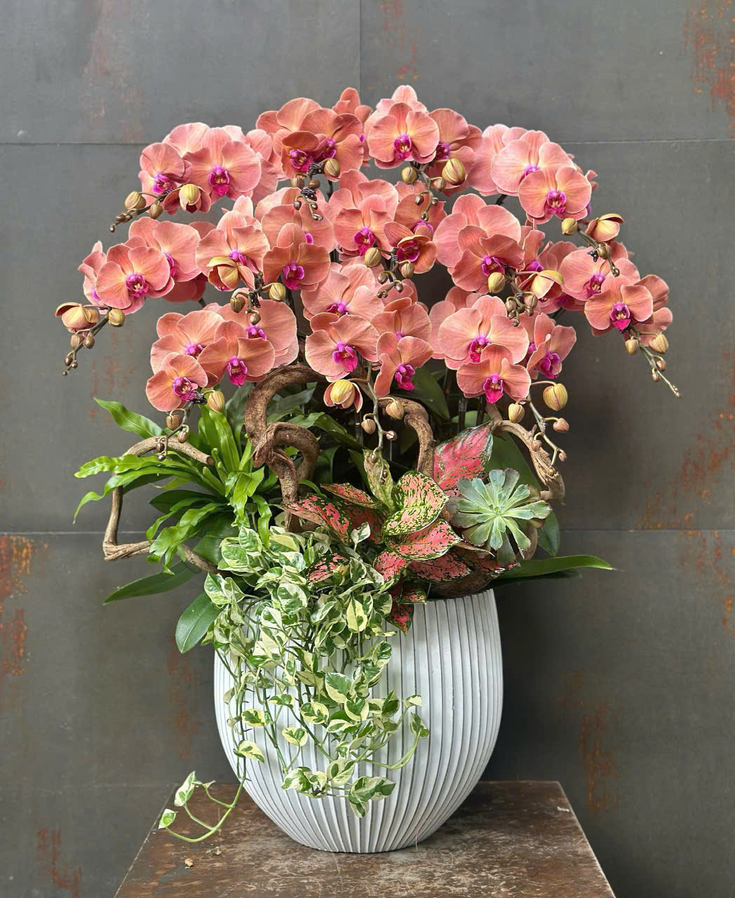 CHẬU LAN HỒ ĐIỆP CAM