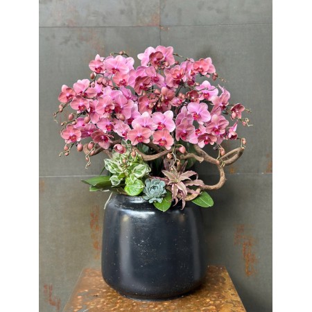 CHẬU LAN HỒ ĐIỆP ĐỎ