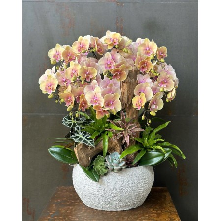 CHẬU LAN HỒ ĐIỆP VÀNG HỒNG