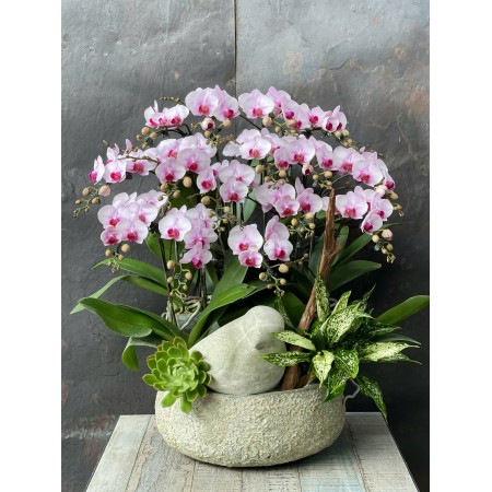 CHẬU LAN HỒ ĐIỆP MINI HỒNG TRẮNG