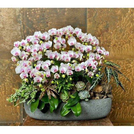 CHẬU LAN HỒ ĐIỆP MINI TRẮNG LƯỠI HỒNG