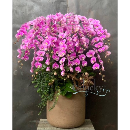 CHẬU LAN HỒ ĐIỆP HỒNG