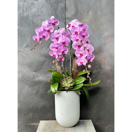 CHẬU LAN HỒ ĐIỆP HỒNG