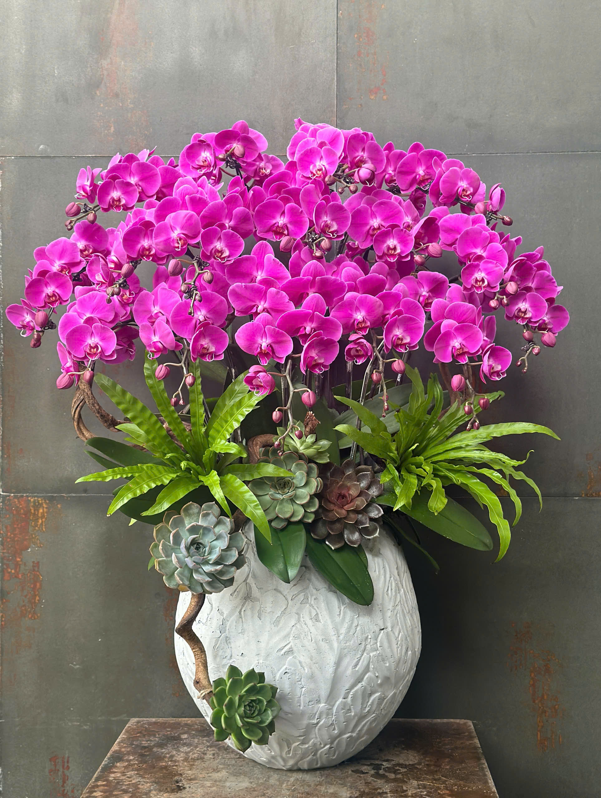 CHẬU LAN HỒ ĐIỆP HỒNG