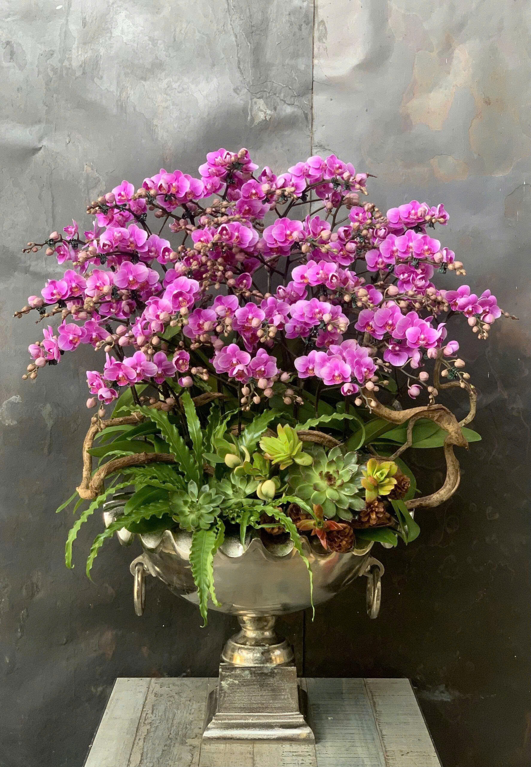 CHẬU LAN HỒ ĐIỆP MINI HỒNG