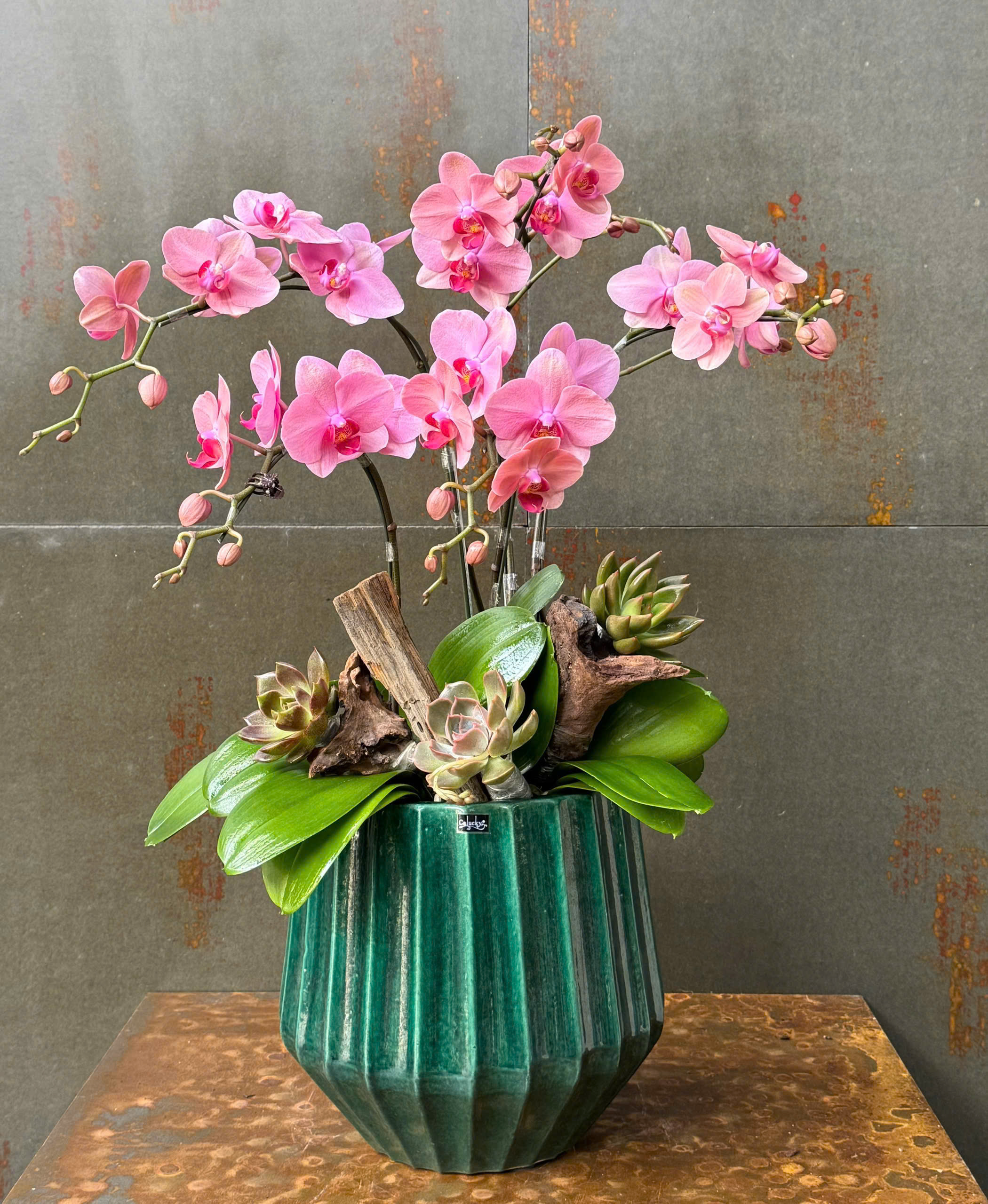 CHẬU LAN HỒ ĐIỆP MINI HỒNG