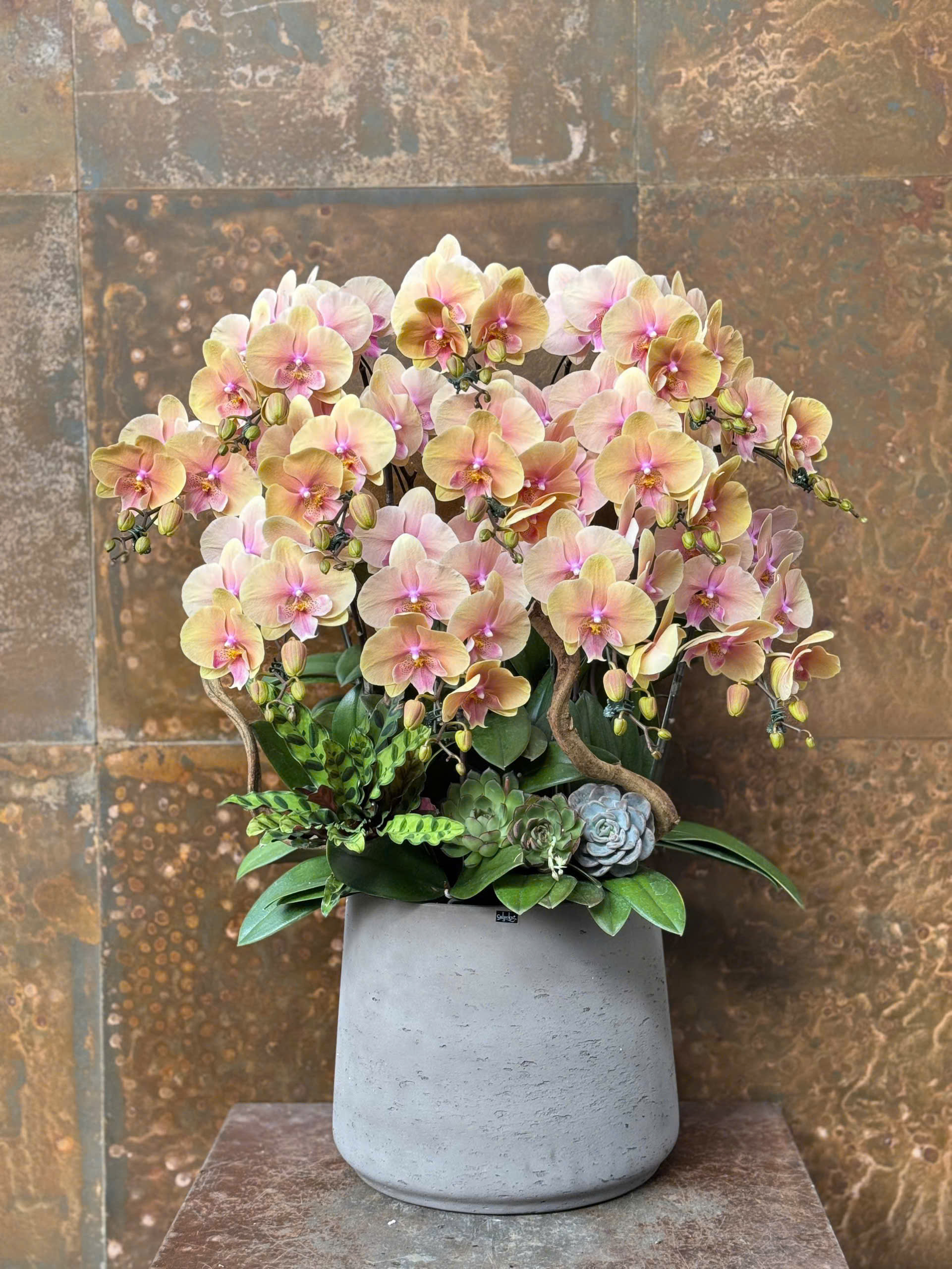 CHẬU LAN HỒ ĐIỆP VÀNG HỒNG