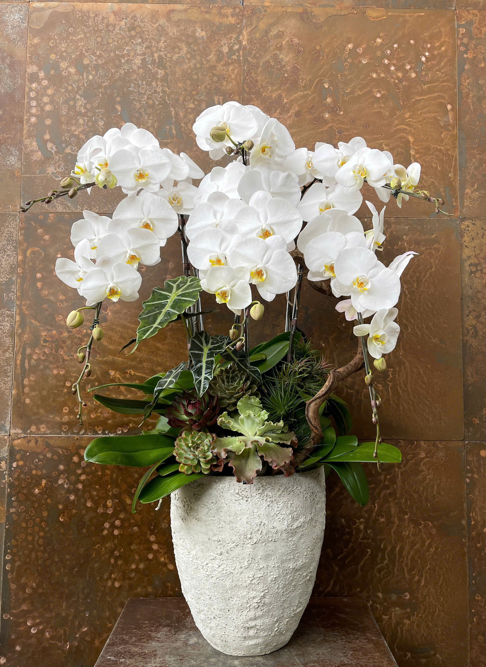 CHẬU LAN HỒ ĐIỆP TRẮNG VIP