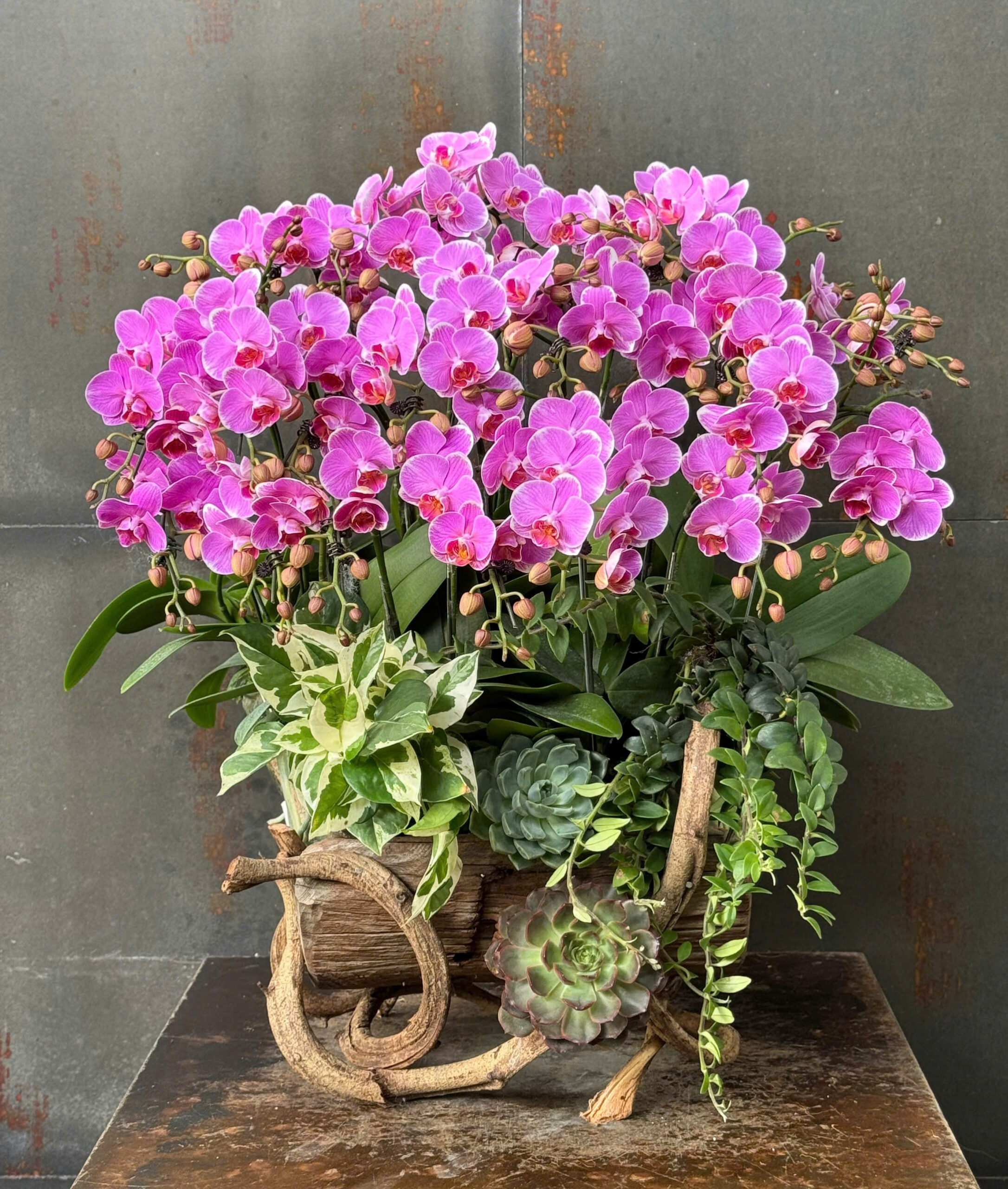 CHẬU LAN HỒ ĐIỆP MINI HỒNG