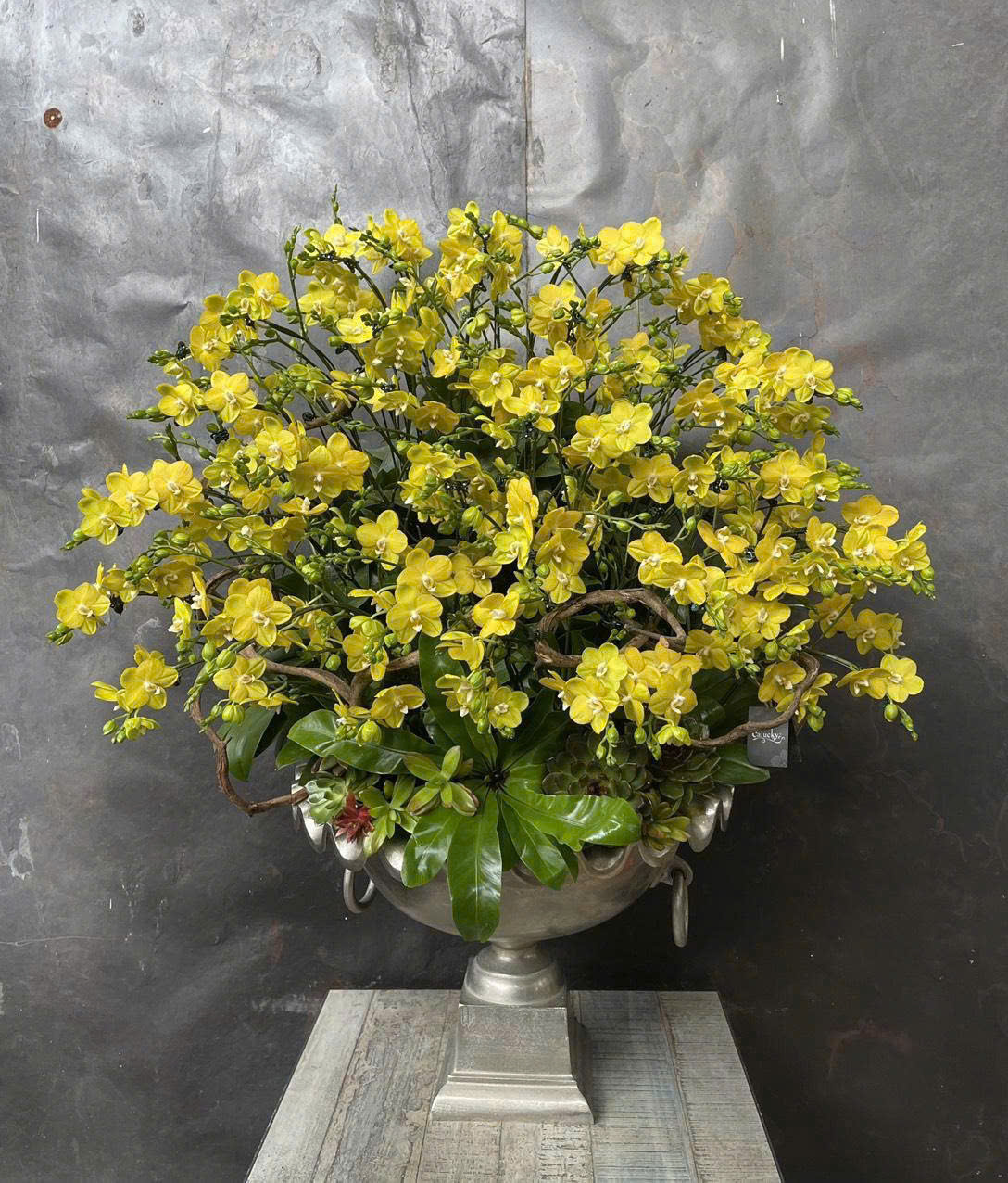 CHẬU LAN HỒ ĐIỆP MINI VÀNG