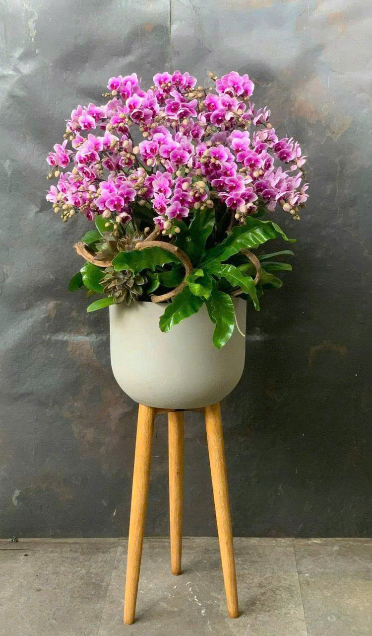 CHẬU LAN HỒ ĐIỆP MINI HỒNG