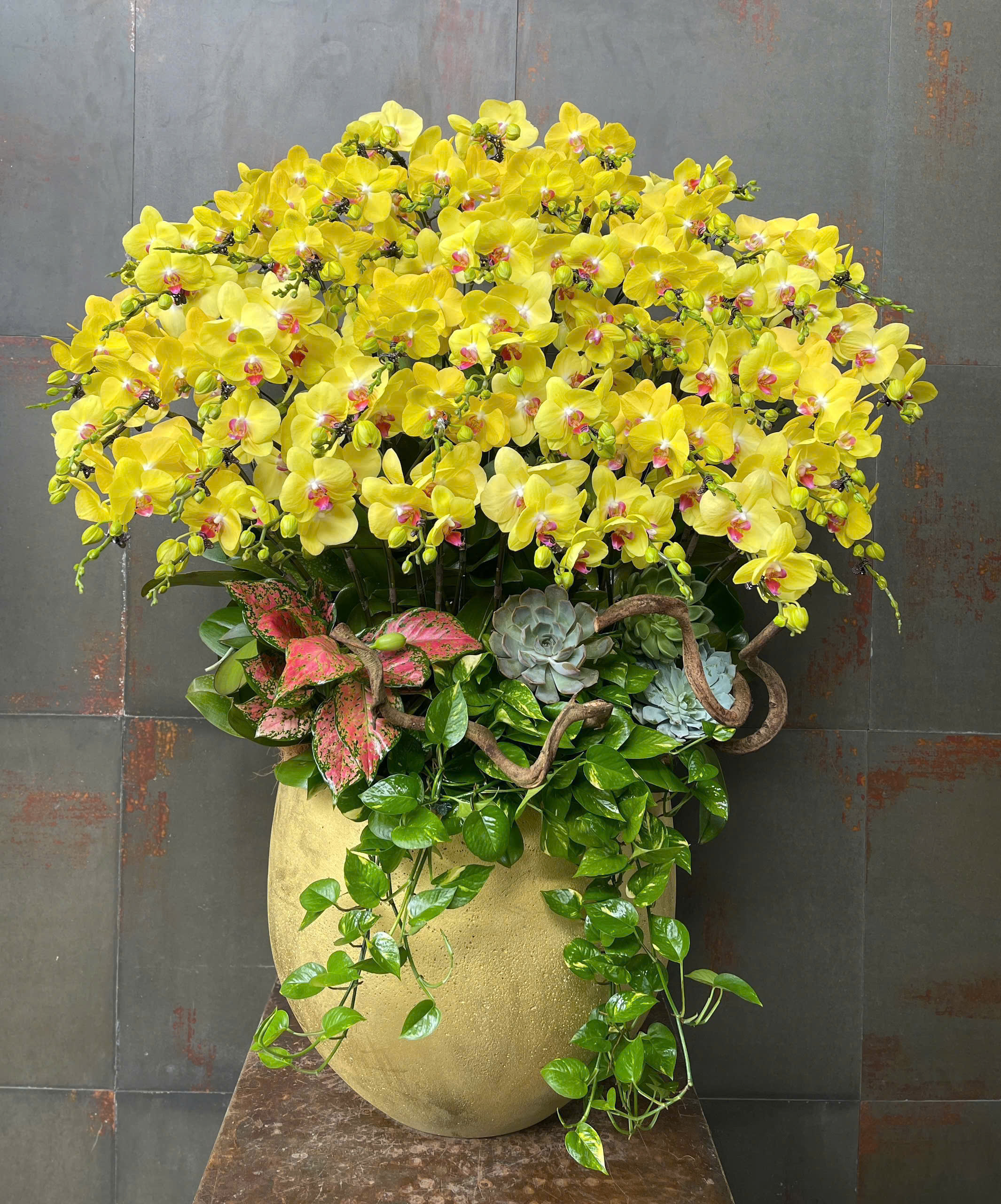 CHẬU LAN HỒ ĐIỆP VÀNG