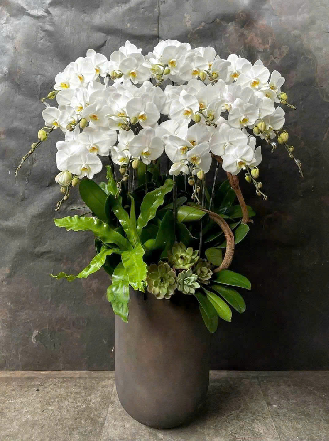 CHẬU LAN HỒ ĐIỆP TRẮNG