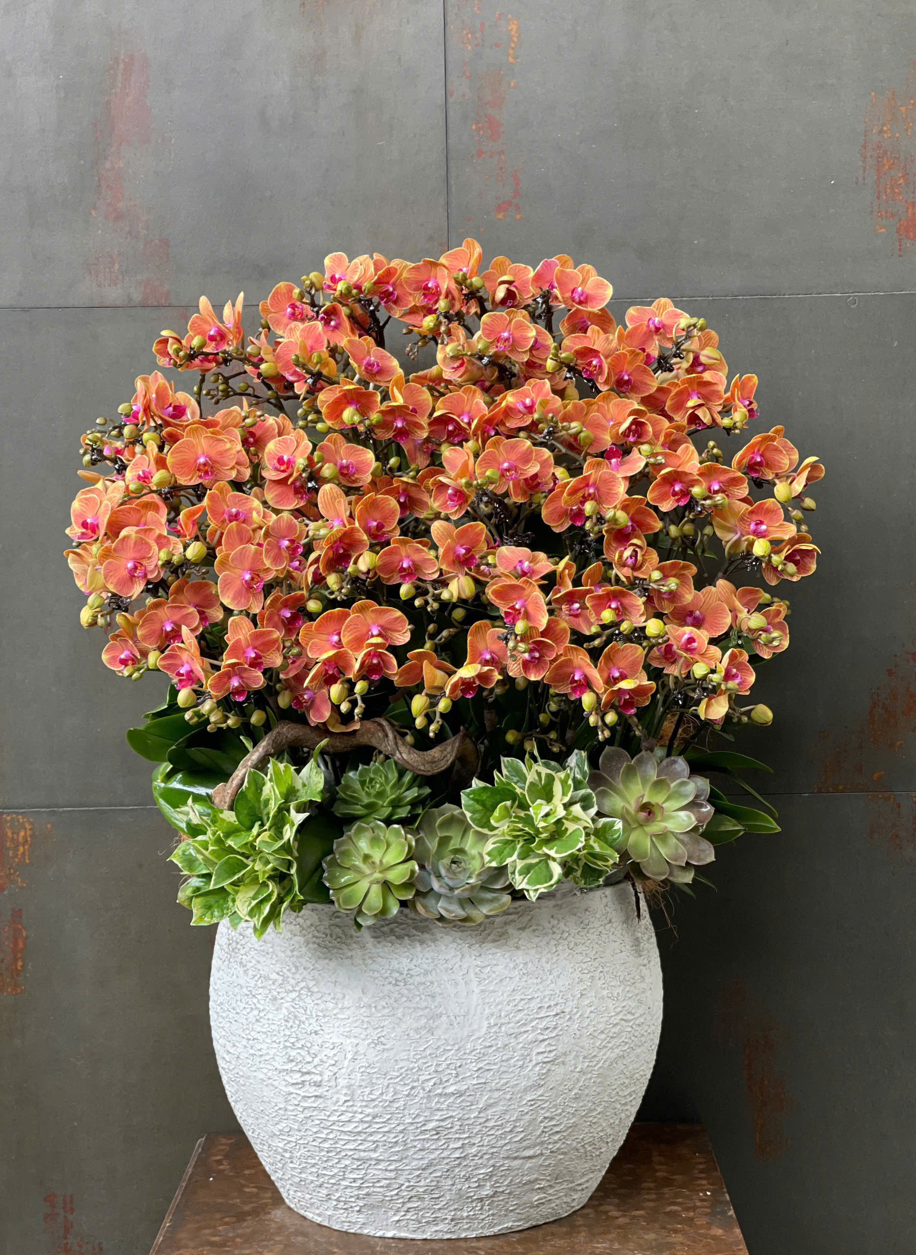 CHẬU LAN HỒ ĐIỆP MINI CAM