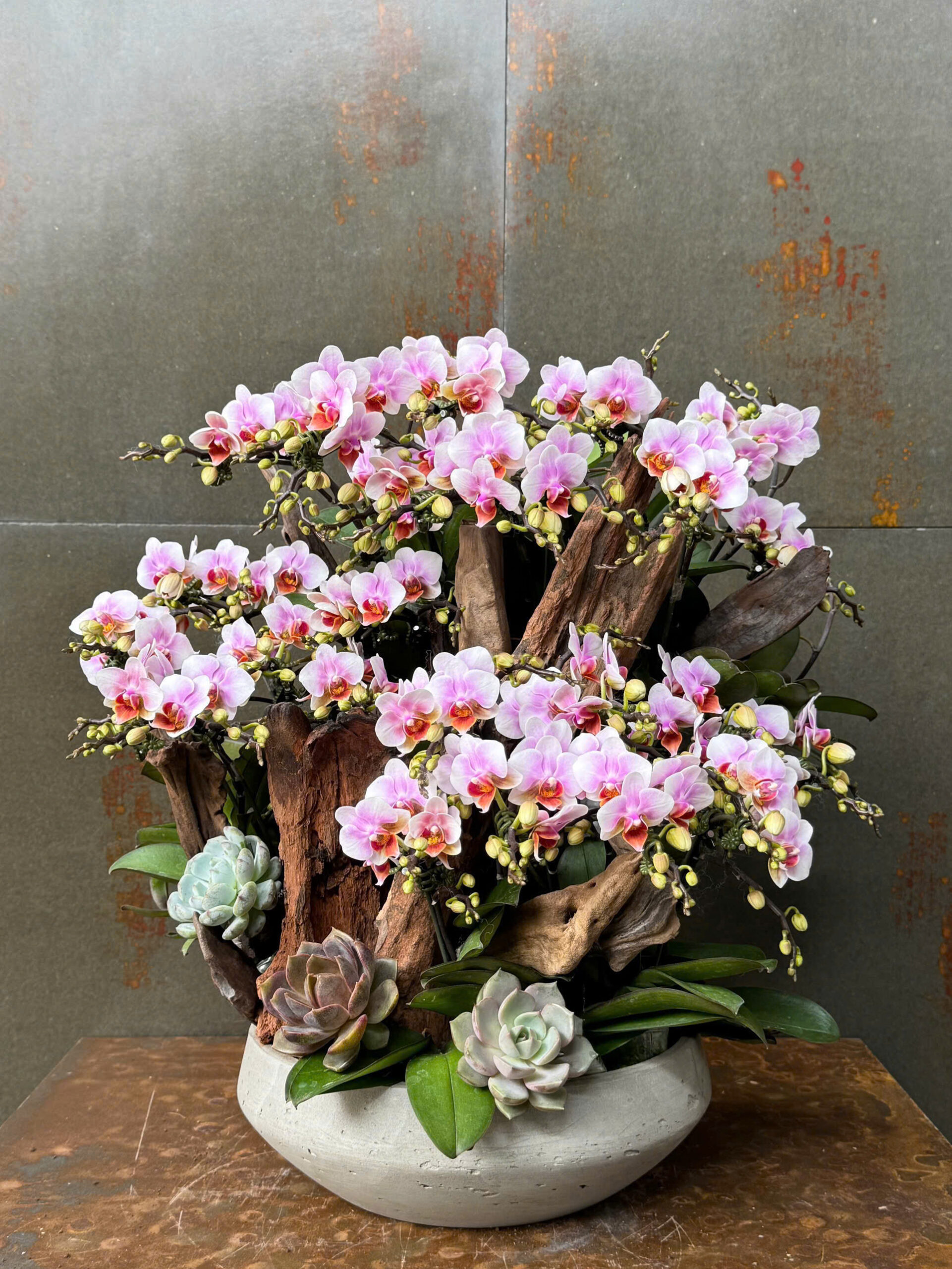 CHẬU LAN HỒ ĐIỆP MINI HỒNG