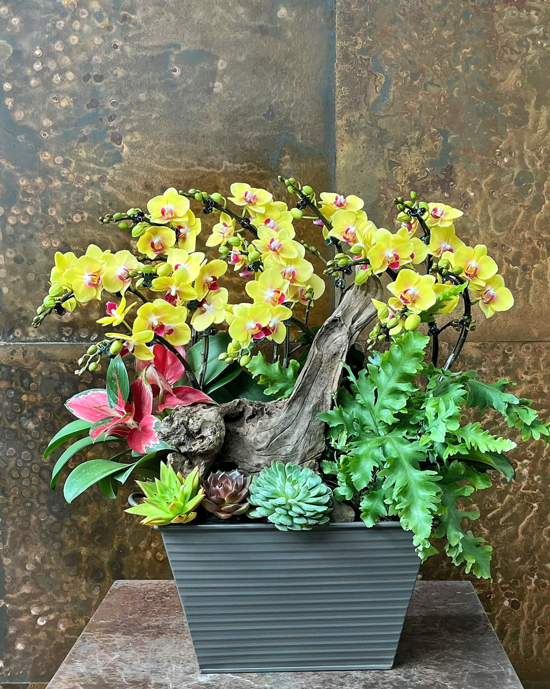 CHẬU LAN HỒ ĐIỆP MINI VÀNG