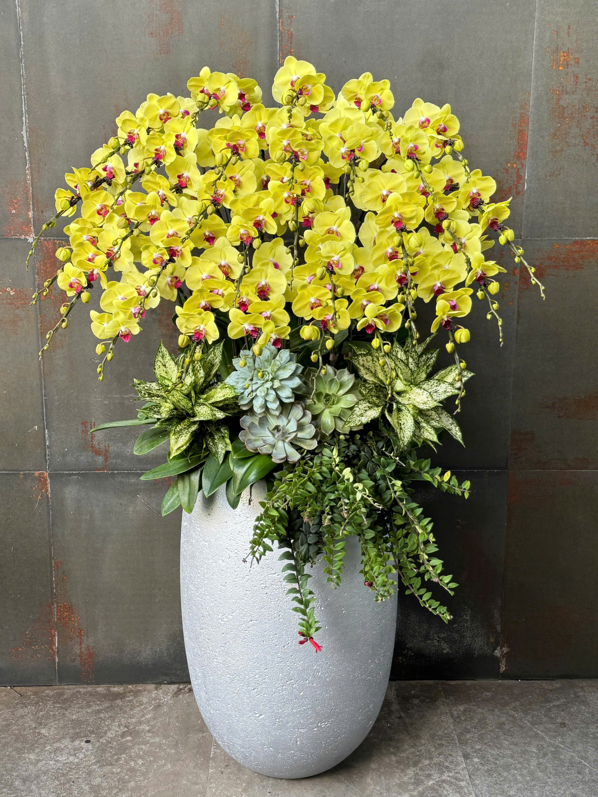 CHẬU LAN HỒ ĐIỆP VÀNG