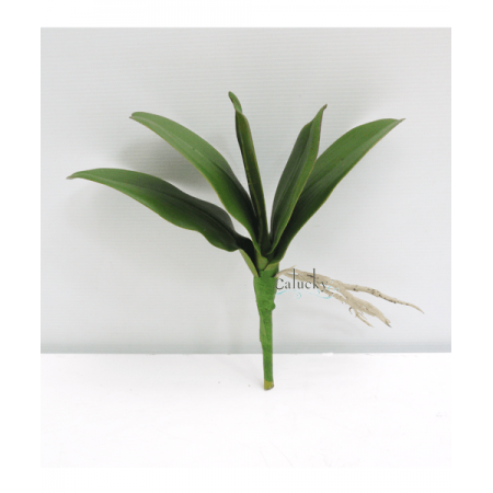 Lá lan hồ điệp nhỏ 62-F8-2030