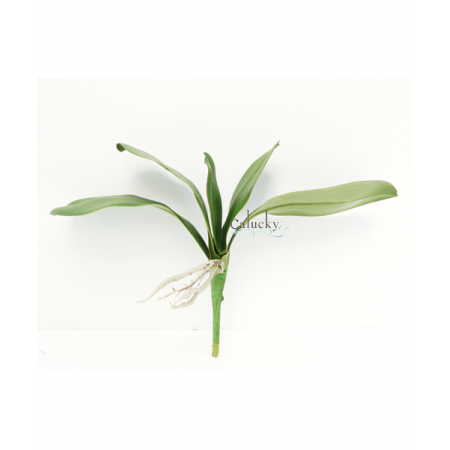 Lá lan hồ điệp lớn 62-F8-2031