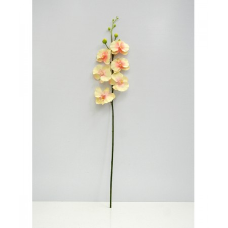 Lan hồ điệp 21-PS015365LX-YE