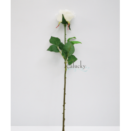 Hoa hồng đơn 21-PS016822PT