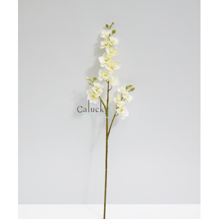 Hoa lan hồ điệp nhí màu CREAM 21-PS032651PT-CR