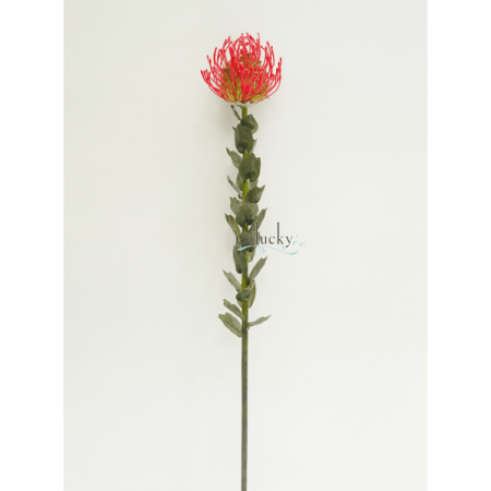 Thảo đường san hô 22-7797