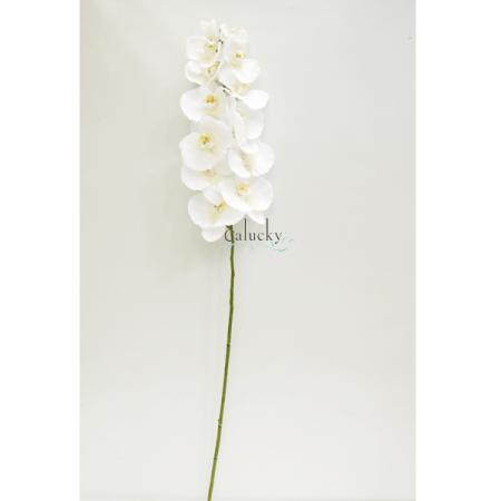 Lan hồ điệp 22-OS-0699