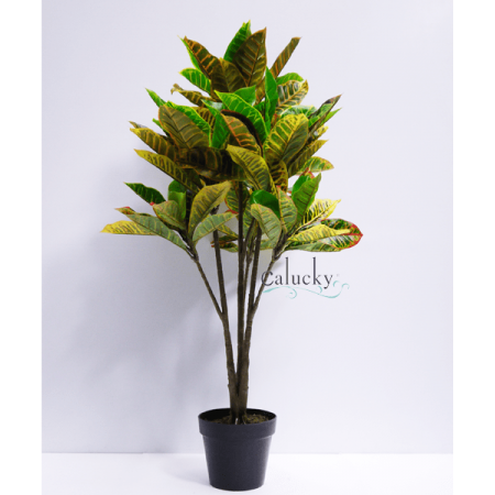 Cây Croton 34-A228KL