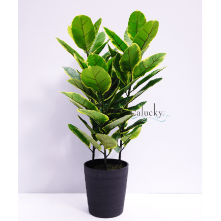 Cây lá đa cao 90cm 34-D357KL