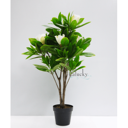 Cây mộc lan cao 90cm 34-F868KC