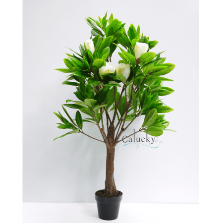 Cây mộc lan cao 130cm 34-OAC-KU