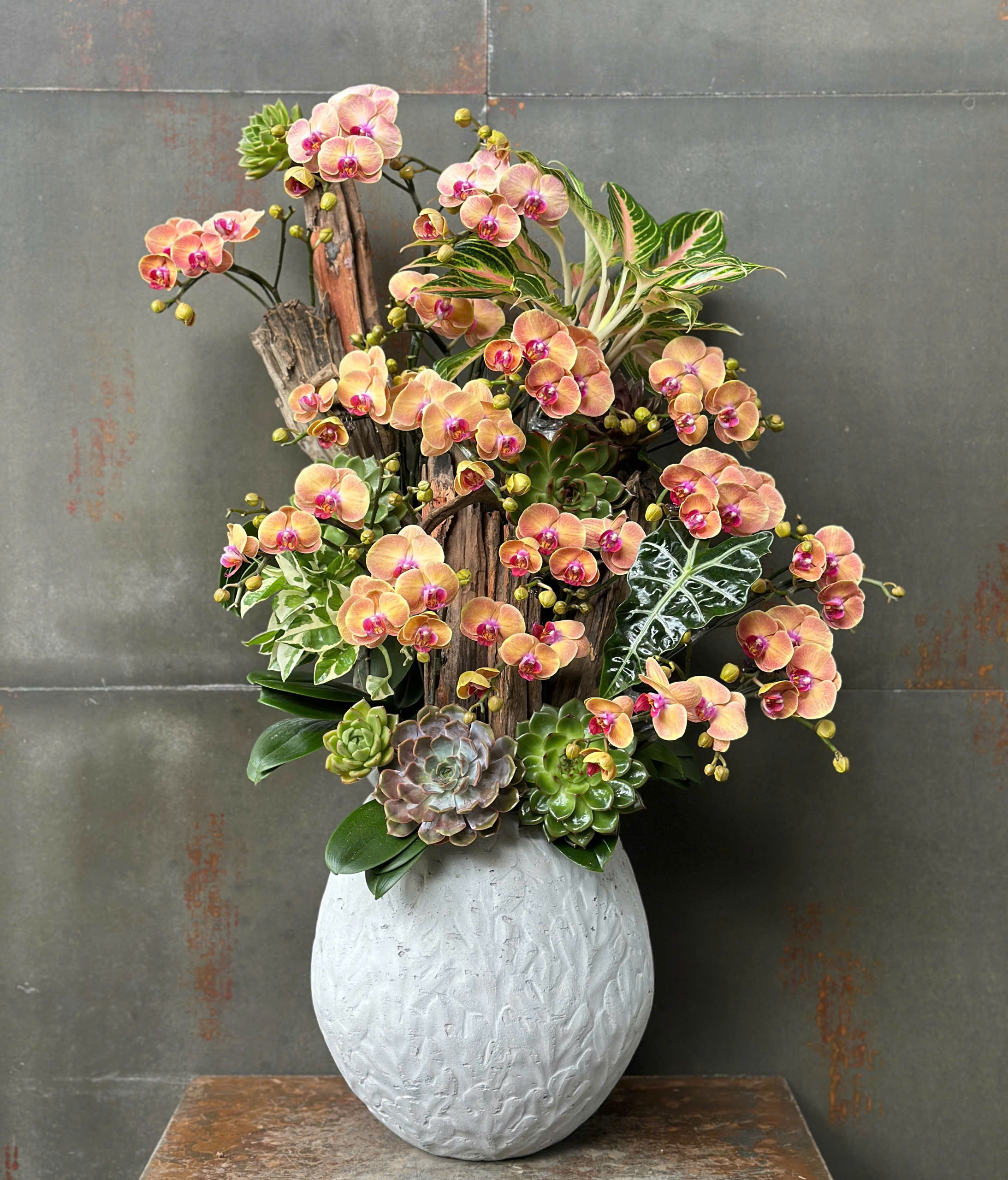 CHẬU LAN HỒ ĐIỆP MINI CAM