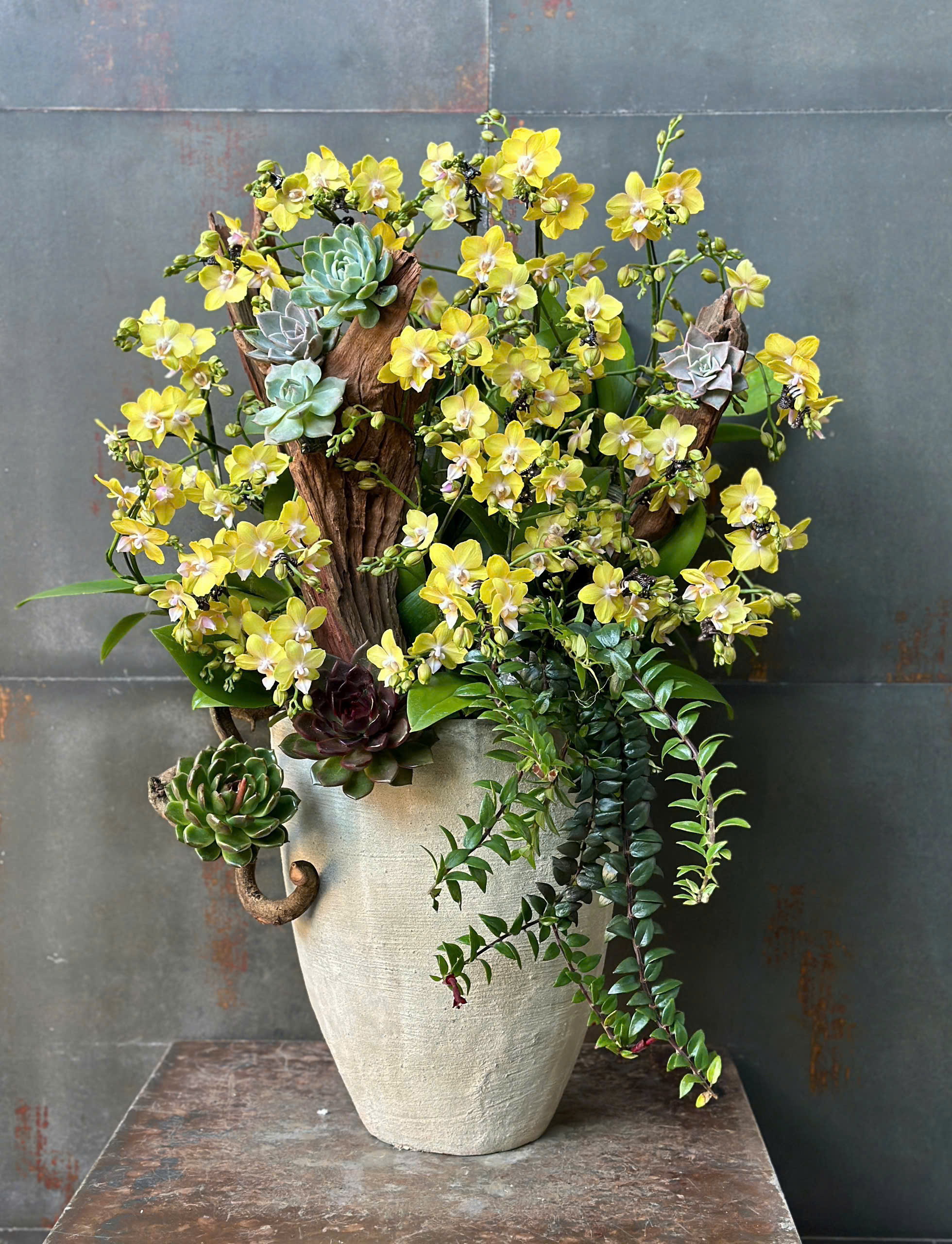 CHẬU LAN HỒ ĐIỆP MINI VÀNG