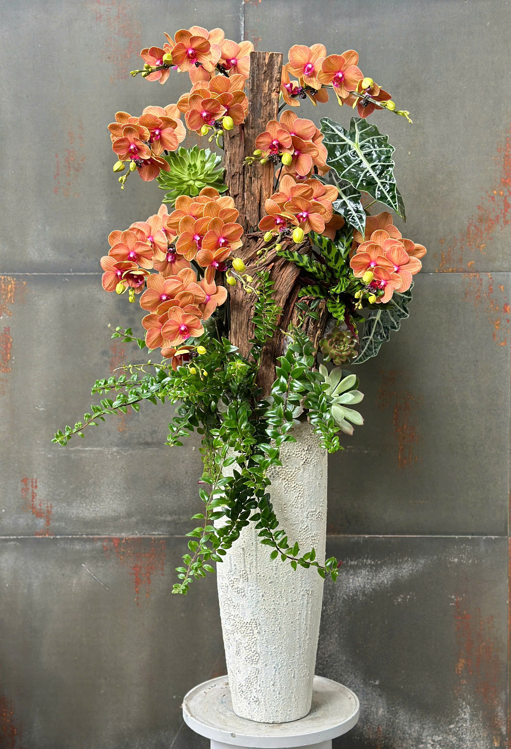 CHẬU LAN HỒ ĐIỆP CAM