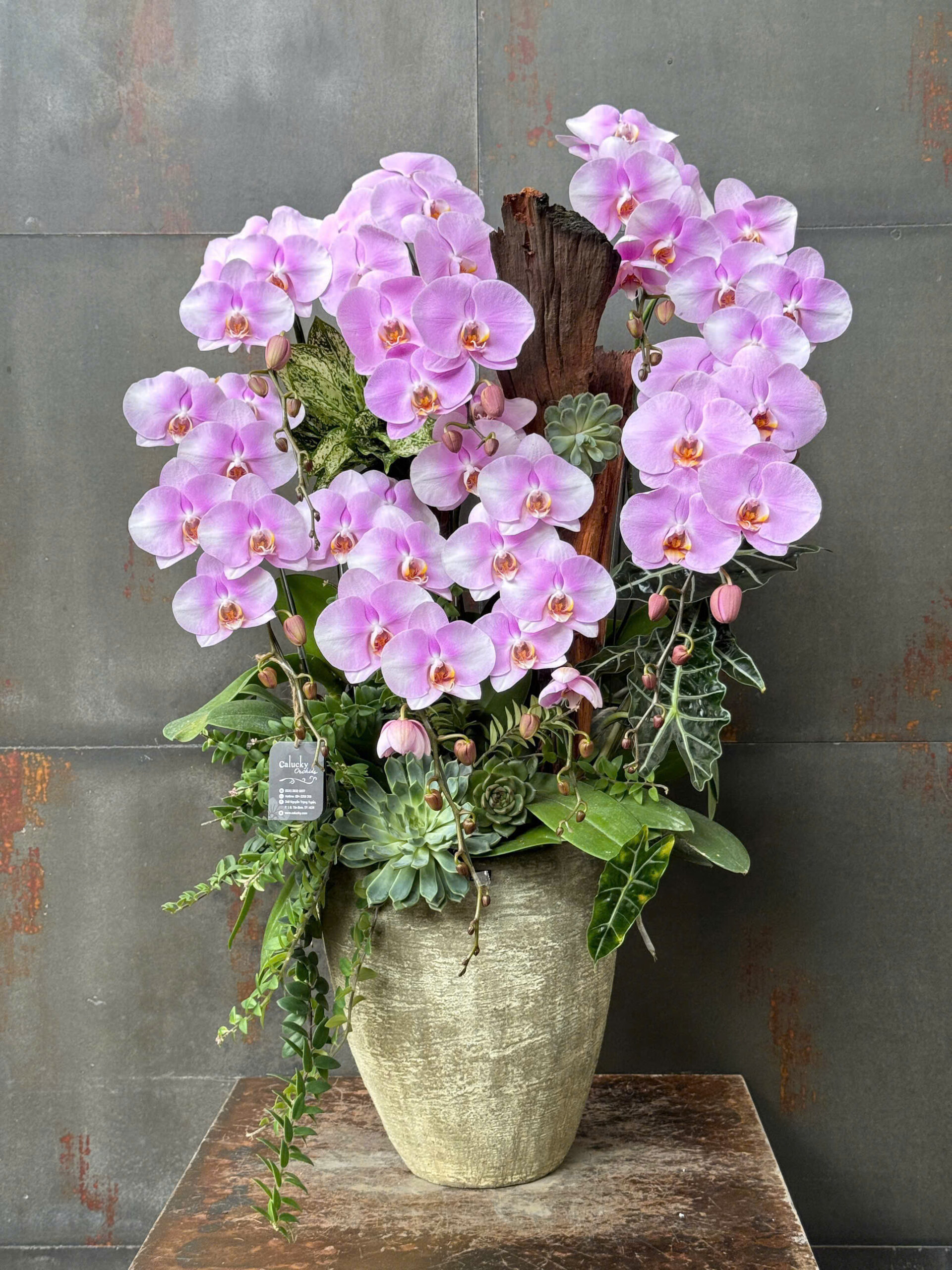 CHẬU LAN HỒ ĐIỆP HỒNG