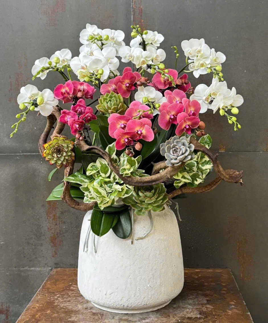 CHẬU LAN HỒ ĐIỆP MINI MIX 2 MÀU