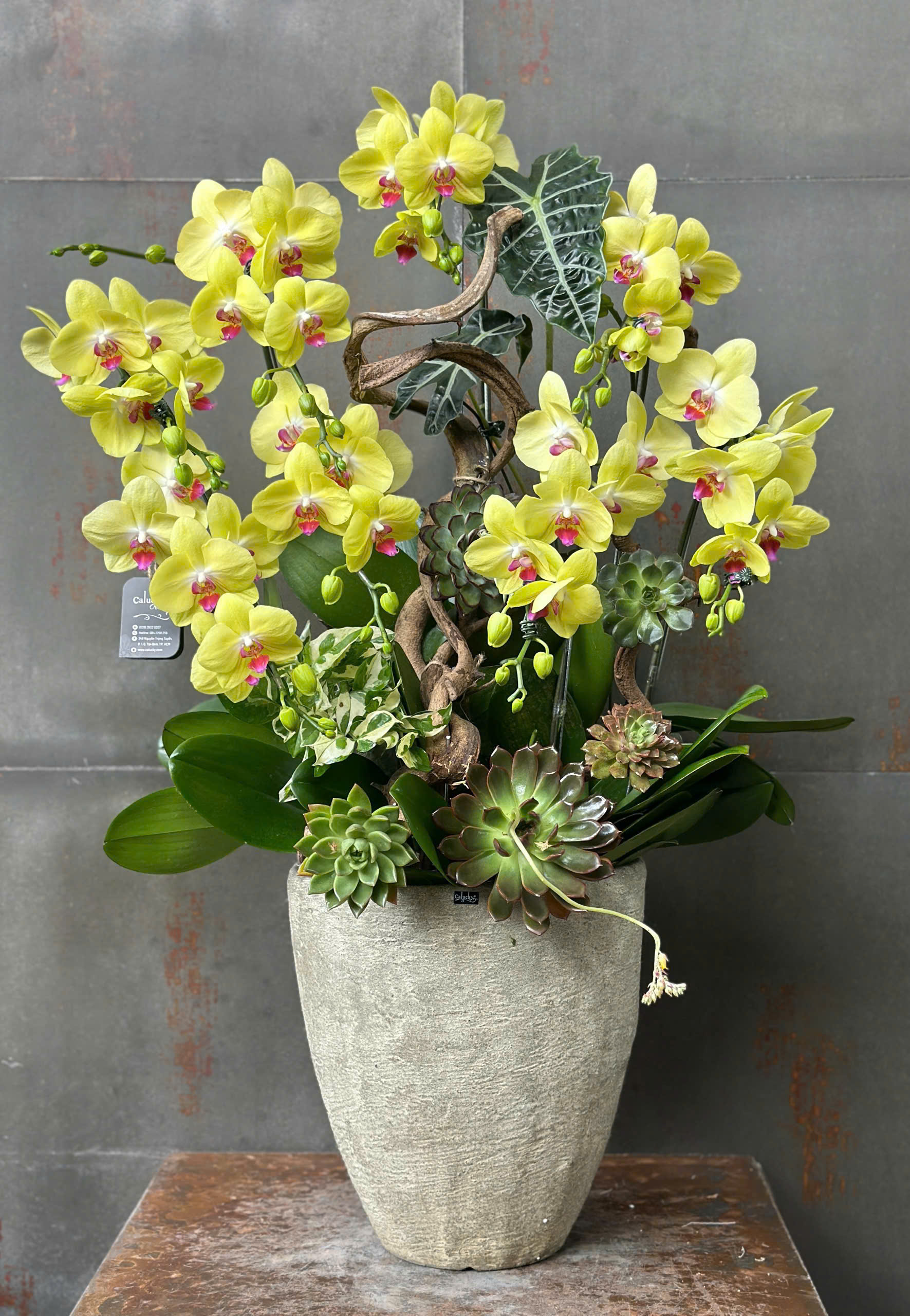 CHẬU LAN HỒ ĐIỆP VÀNG