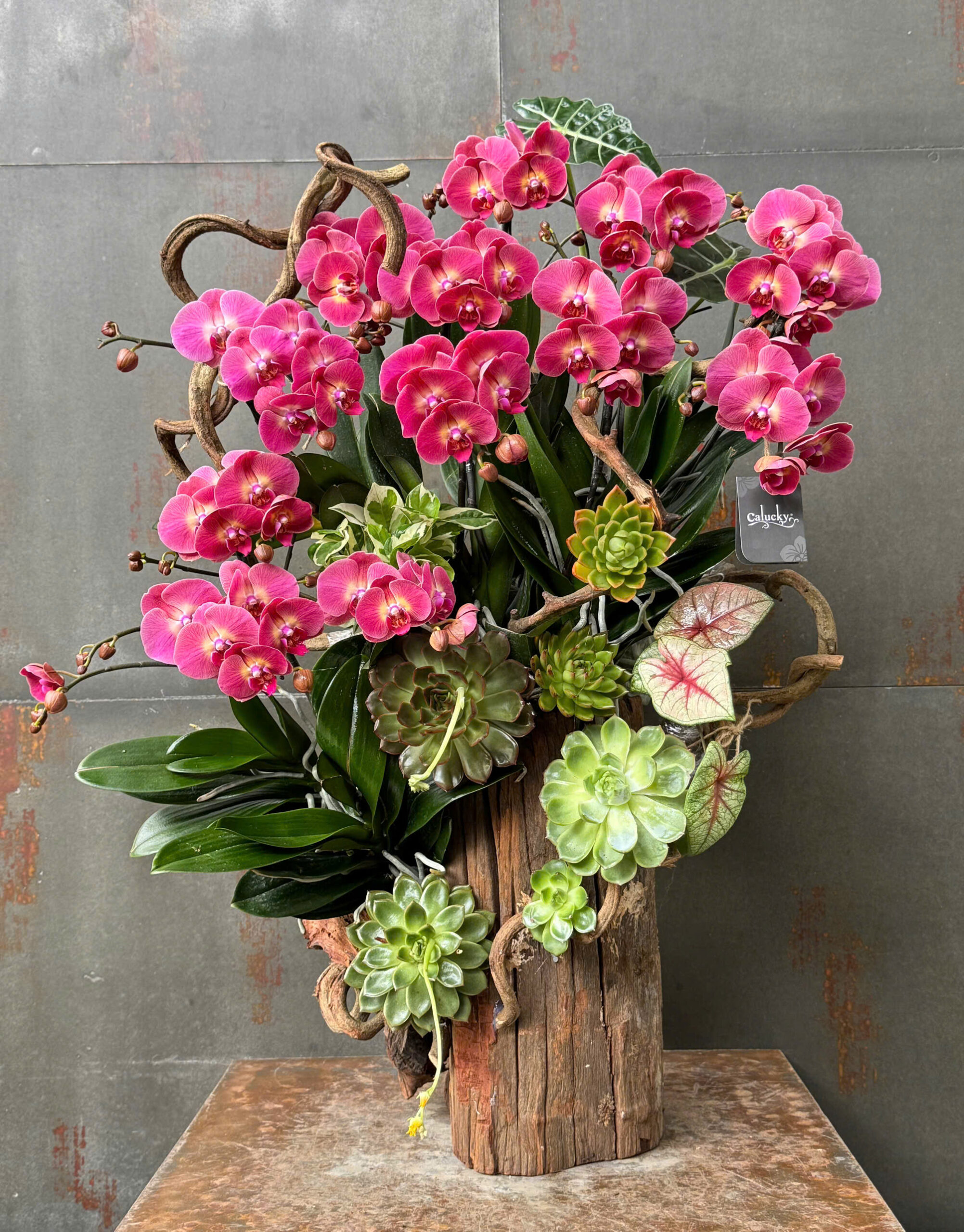 CHẬU LAN HỒ ĐIỆP ĐỎ