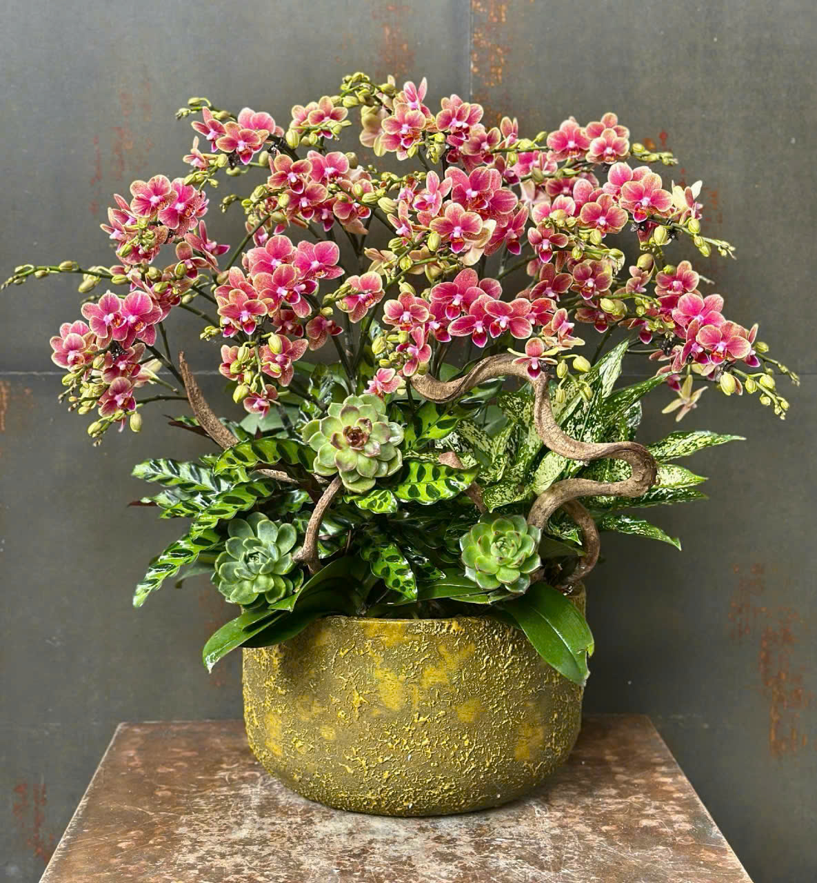 CHẬU LAN HỒ ĐIỆP MINI ĐỎ