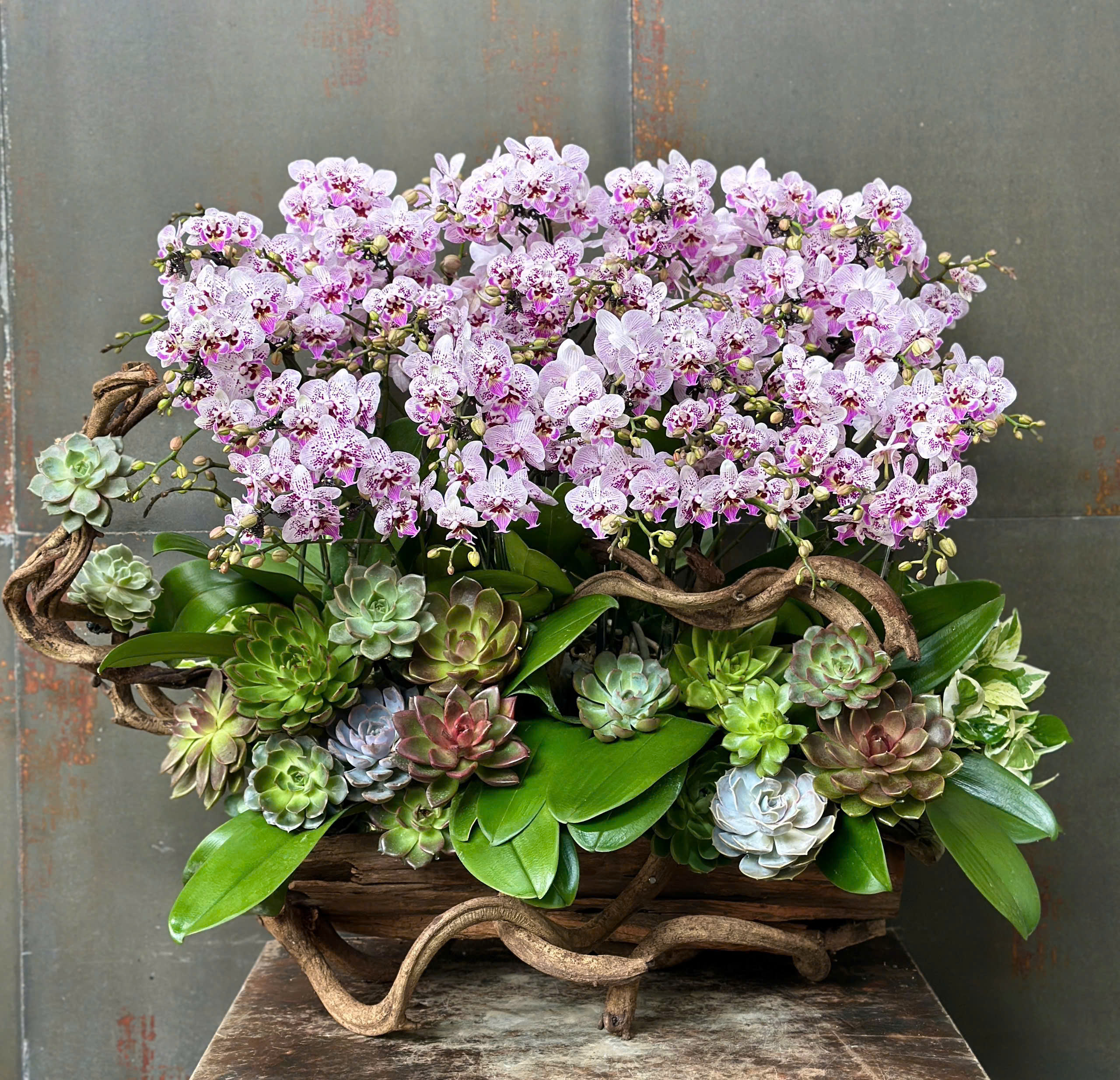 CHẬU LAN HỒ ĐIỆP MINI TRẮNG ĐỐM