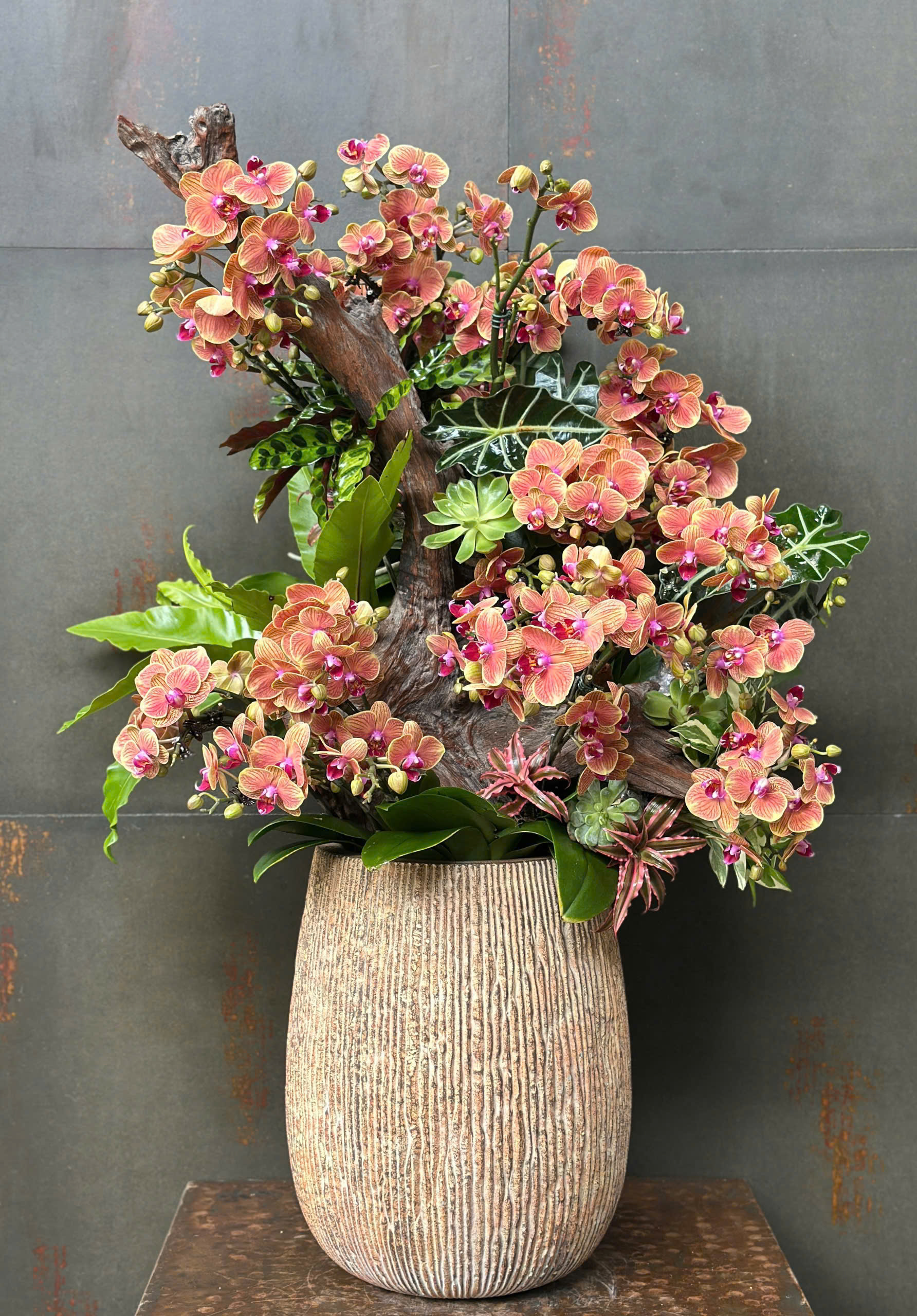 CHẬU LAN HỒ ĐIỆP MINI CAM SỌC