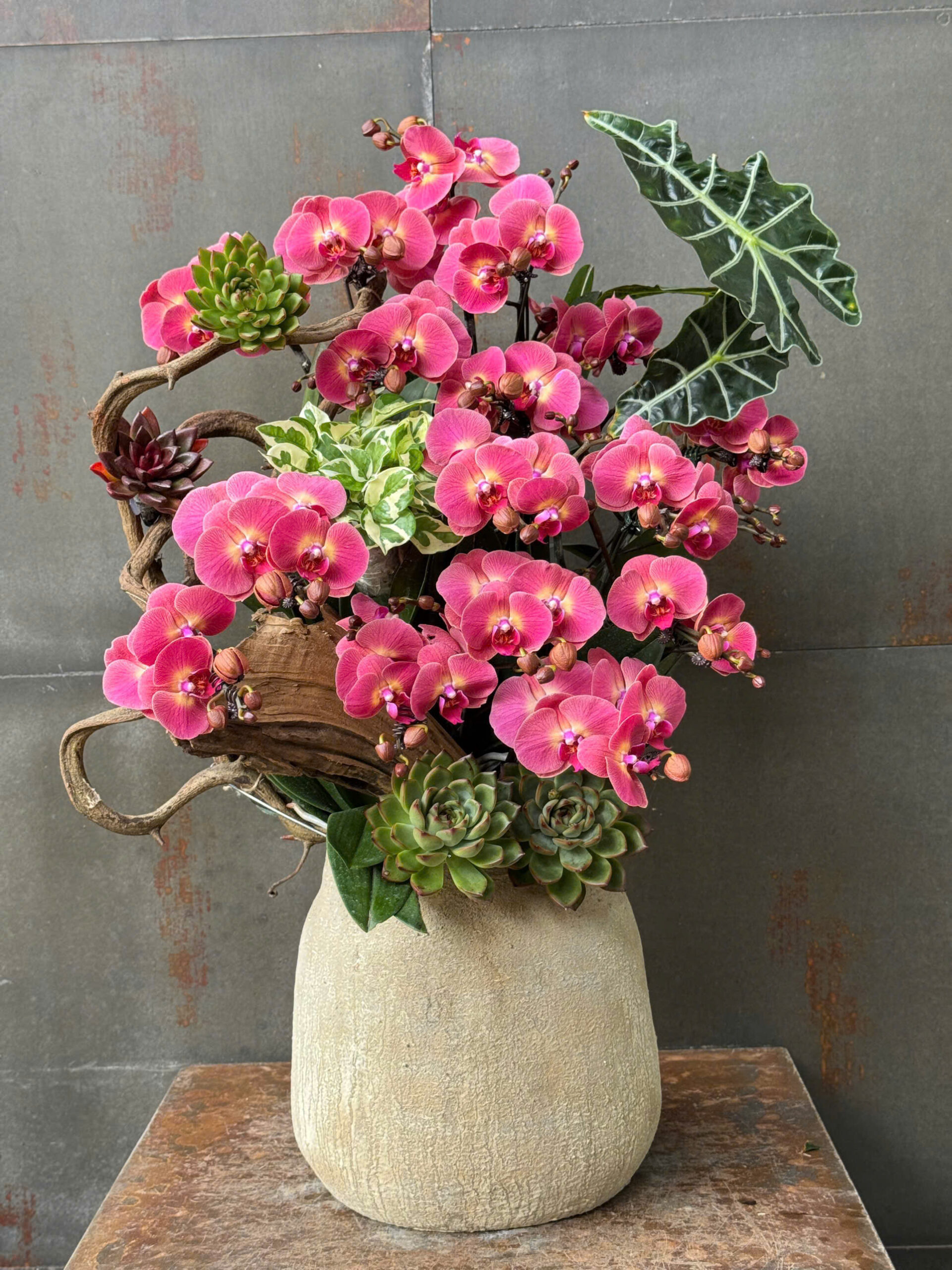 CHẬU LAN HỒ ĐIỆP ĐỎ